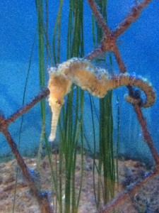 A Seahorse at Manly Sealife Sanctuary