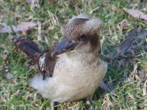 Kookaburras are always a delight to watch and sometimes to hear... Although they can get a bit loud !