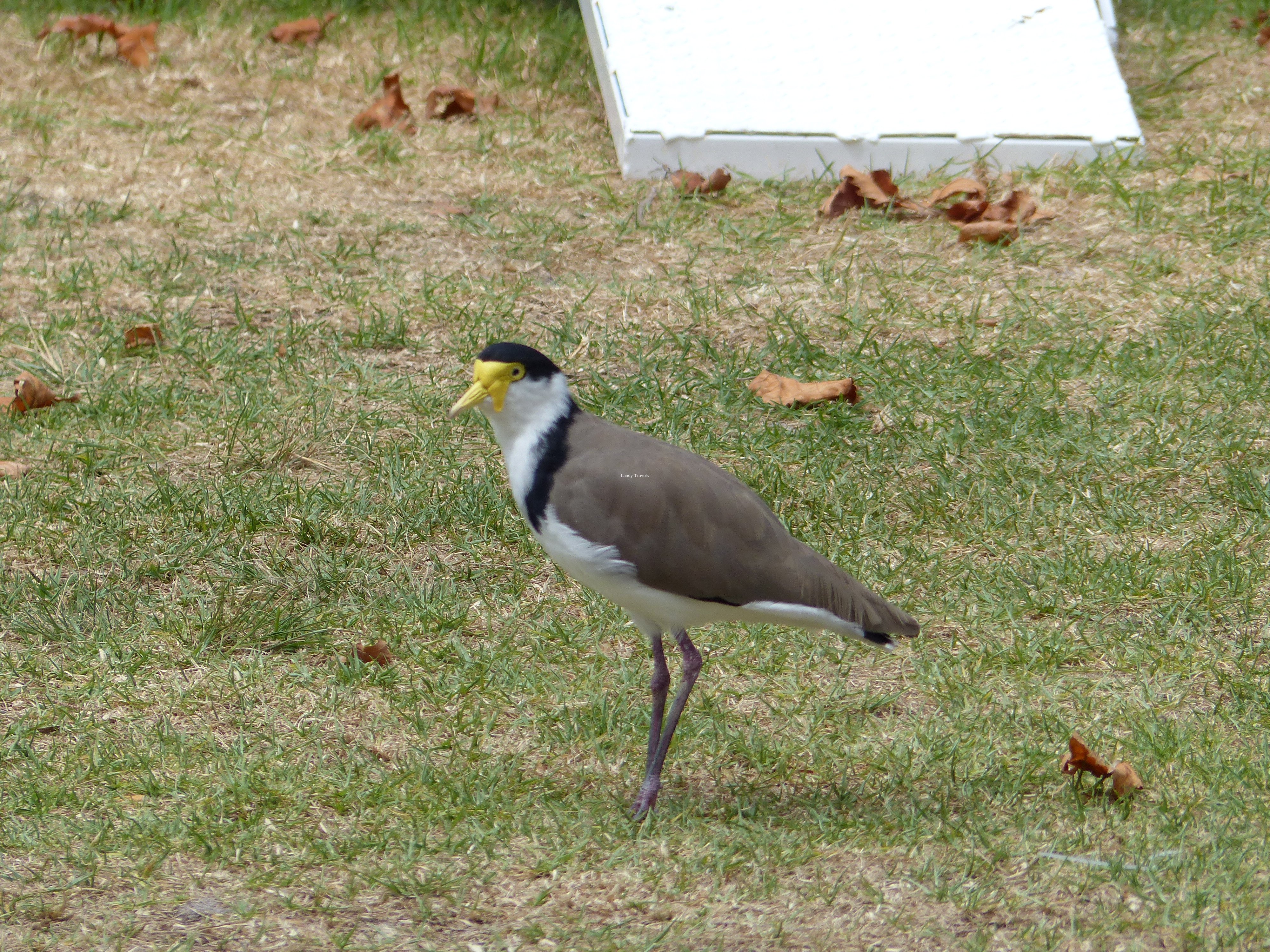p1000182