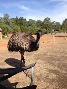The resident emu at Quinninup (Eno)
