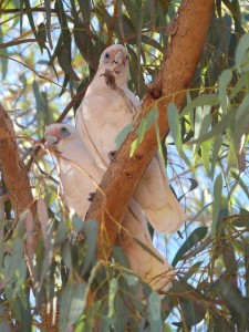 Little Corellas sat in a tree at the Exmouth camp site.