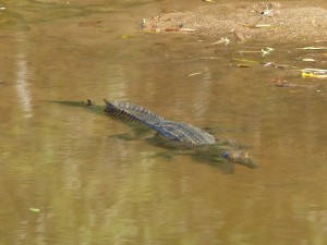 Freshwater Crocodile in the shallows of the river at Windjana Gorge