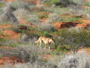 A Dingo early in the morning