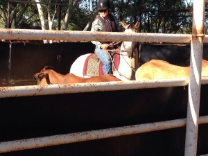 Campdraft - cutting out one of the cattle from the pen