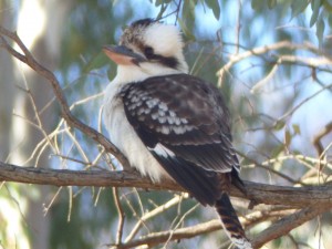 One of a pair of Kookaburras that came to check us out when we were setting up camp