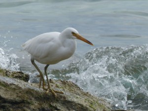 An Egret on the island, a smaller species than those on the mainland.