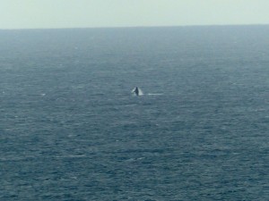 If you look really closely, there is a whale in this pic ! It was a LONG way out though...