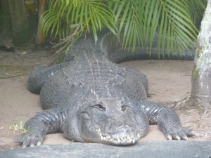 A salt water croc, in some ways I'm glad we never came face to face with one of these in the wild !