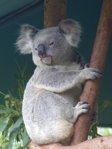 The ultimate Aussie icon - the Koala at Australia Zoo
