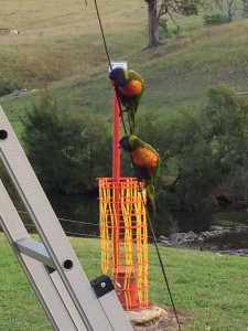 The local Lorikeets were very interested in what we were having for tea !
