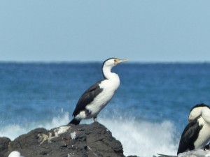 A Pied Cormorant on the rocky outcrop between the beaches