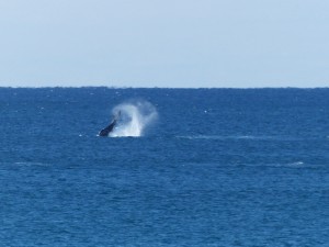 One of the Humpback Whales