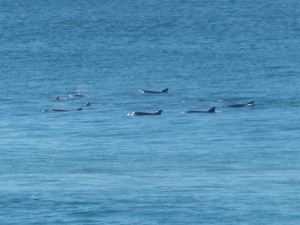 The pod of dolphins at Sharpes Beach