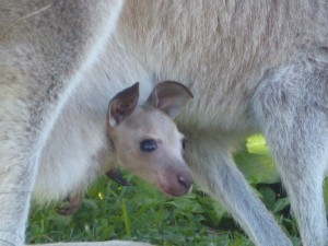 A Joey in it's mother's pouch.