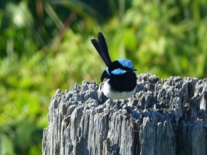 A male Superb Fairy Wren visited us this morning with a flock of females and juveniles.