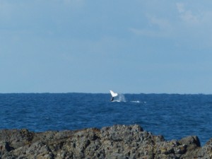 Yet another Humpback Whale picture !