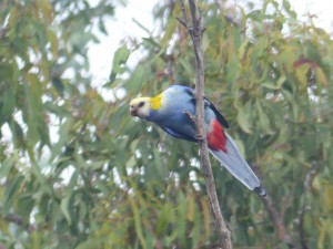 One of a pair of Pale-headed Rosellas in the Eucalypt woods.