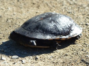 A River Turtle crossing the unsurfaced road south of Kylie's Beach