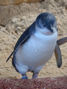 Little Penguin at Manly Sealife Sanctuary