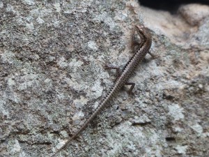 Not sure what these little lizards living on the sandstone rocks are. They are about 3 inches long and beautifully coloured.